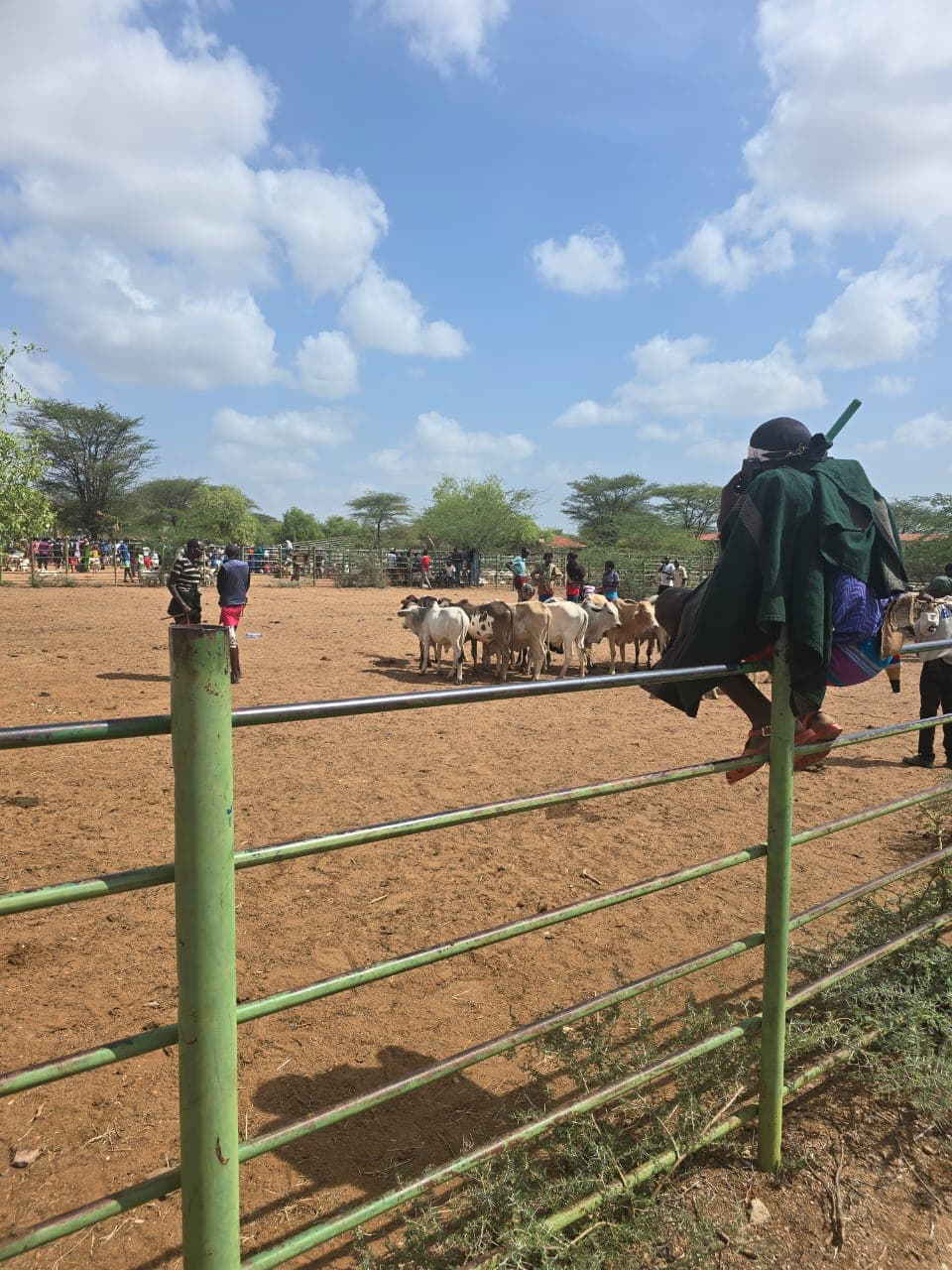 Livestock market scene from the current Laisamis/Merile Ward intervention