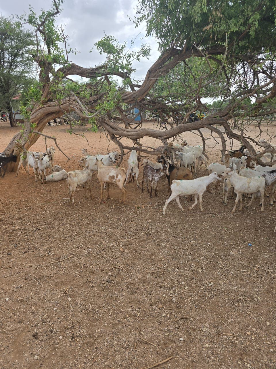 Goats gathered under a tree during the current pastoral livelihoods project